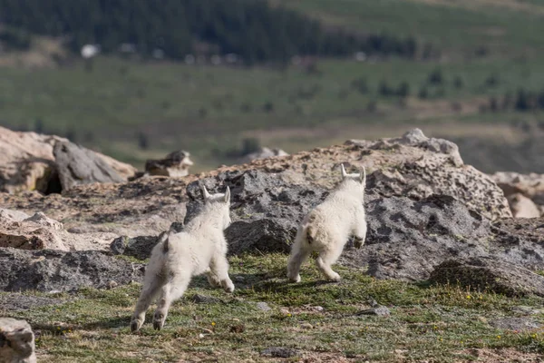 Cabras de montanha crianças — Fotografia de Stock