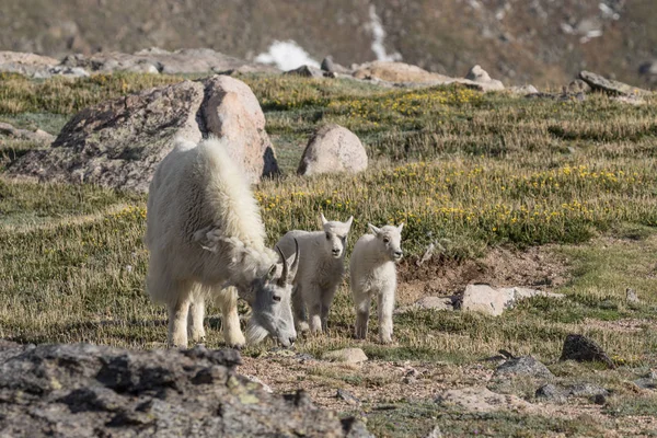 Dağ keçisi dadı ve çocuklar — Stok fotoğraf