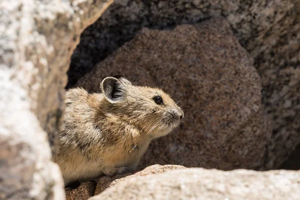 Pika mignon dans les Alpes — Photo