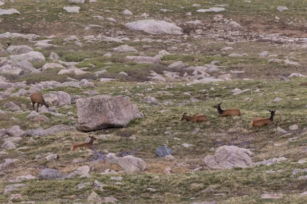 Elk herd in The Summer Alpine — Stock Photo, Image