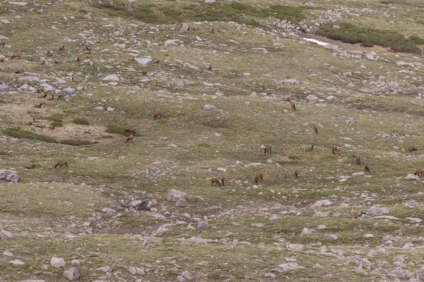 Elk sürüde yaz Alp — Stok fotoğraf