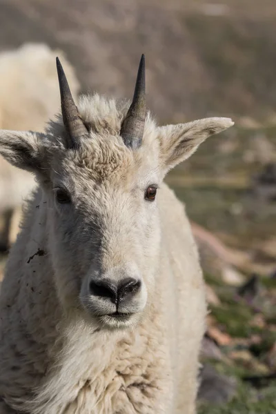 Capra di montagna Shaggy — Foto Stock