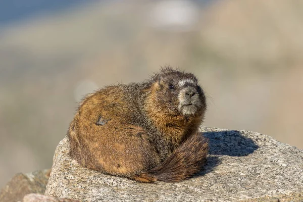 Grote marmot — Stockfoto