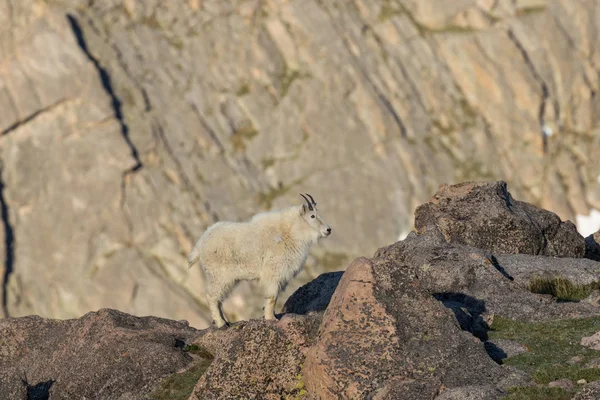 Cabra de montanha no Alpine — Fotografia de Stock