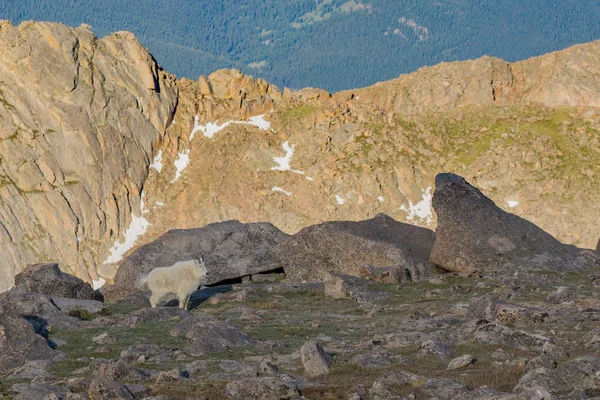 Cabra de montanha no Alpine — Fotografia de Stock