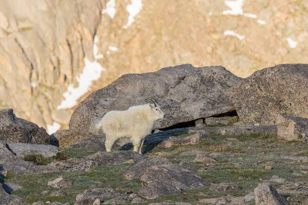 Снігова Коза в альпійські — стокове фото