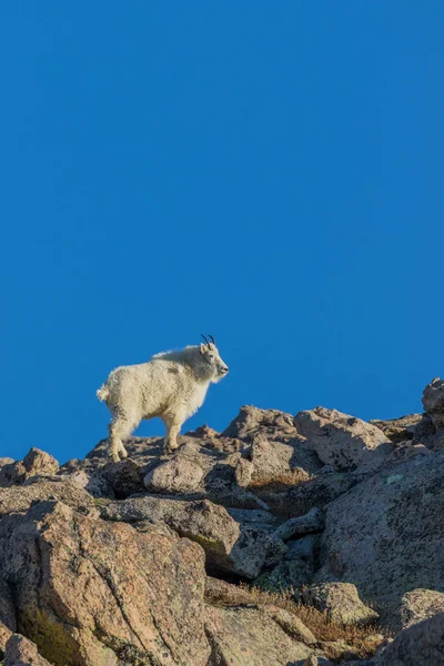 İçinde Alp dağ keçisi — Stok fotoğraf