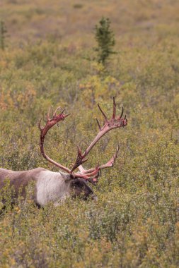 Çorak yere Caribou boğa