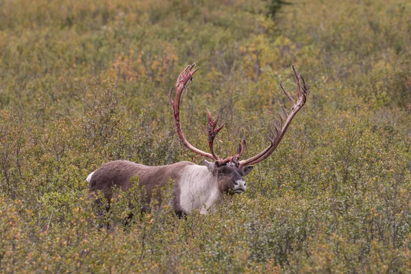 Άγονο έδαφος Caribou Ταύρος — Φωτογραφία Αρχείου