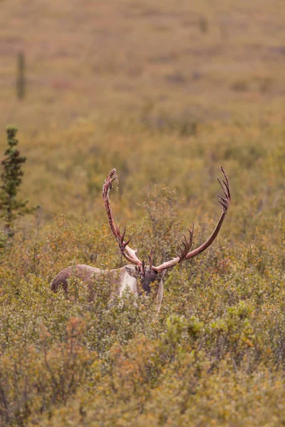 Kale grond Caribou Bull — Stockfoto