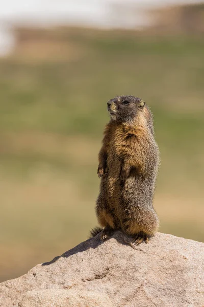 Sarı karınlı marmot — Stok fotoğraf