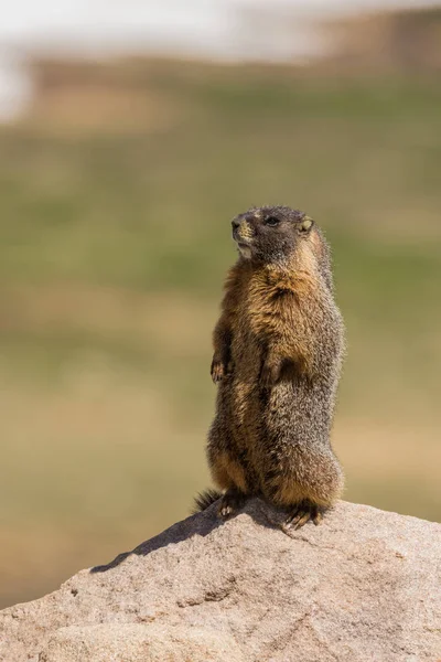 Gul bellied murmeldjur — Stockfoto