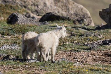 İki Yataklı dağ keçi çocuklar