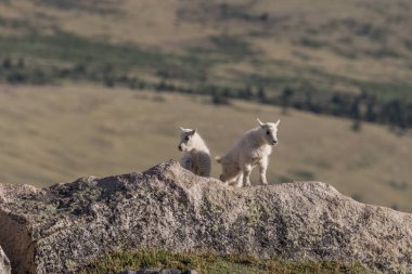 İki Yataklı dağ keçi çocuklar