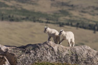 İki Yataklı dağ keçi çocuklar