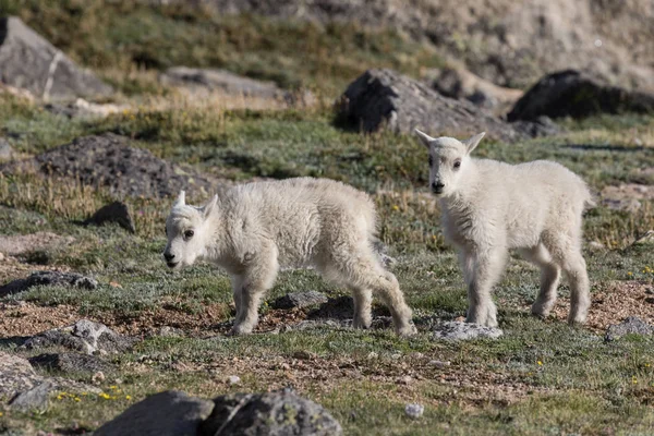 Crianças de cabra de montanha Twin — Fotografia de Stock