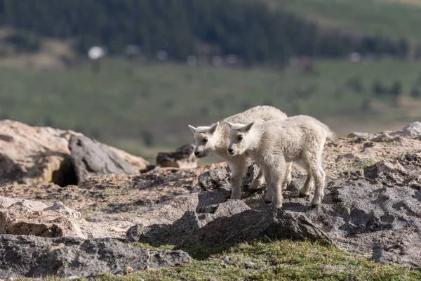 İki Yataklı dağ keçi çocuklar — Stok fotoğraf