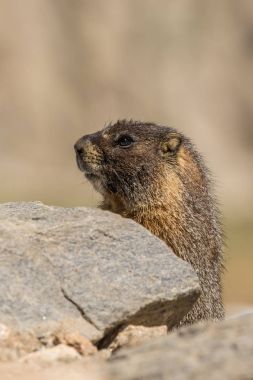 Sarı göbekli bir sıçan