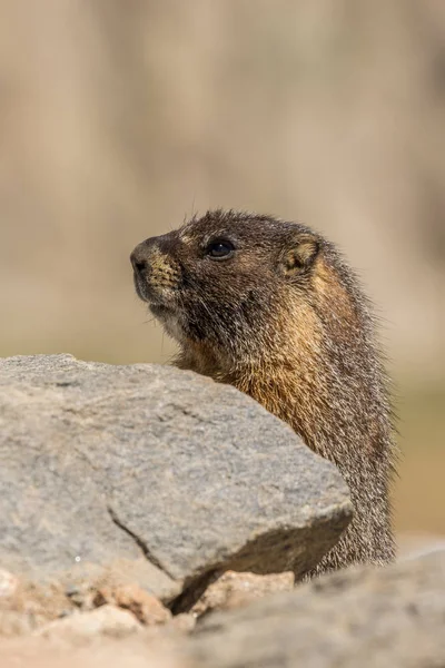 Grote marmot — Stockfoto