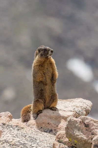 Grote marmot — Stockfoto