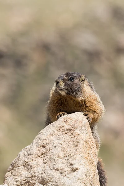 Marmotta dal ventre giallo — Foto Stock