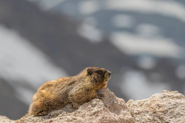 Marmotta dal ventre giallo — Foto Stock