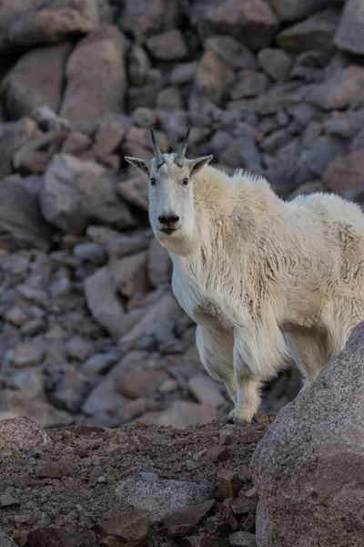 Regal Mountain Goat — Stock Photo, Image