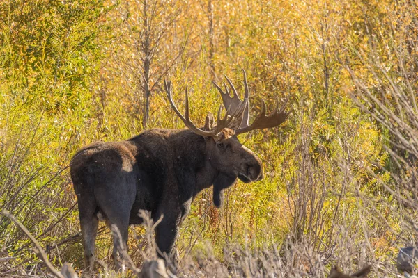 Bullenschiras-Elch — Stockfoto