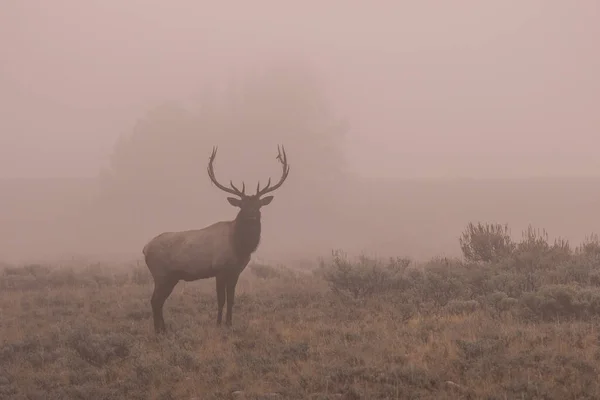 霧の中でヘラジカの雄牛 — ストック写真