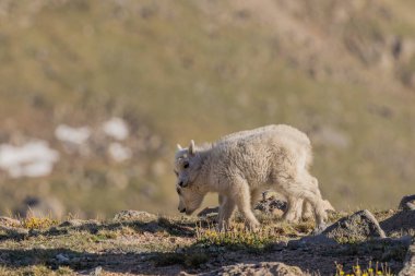 Sevimli dağ keçisi çocuklar