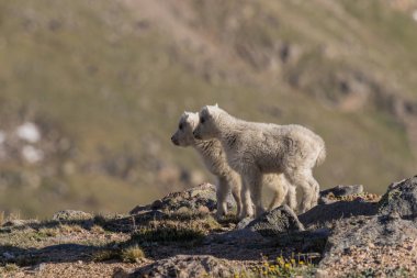 Sevimli dağ keçisi çocuklar