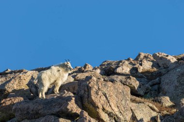 Dağ keçisi kayalarda