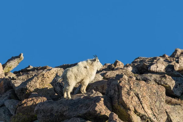 Снігова Коза в скелі — стокове фото