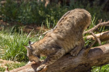 Bobcat oturum