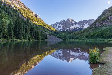 Kestane rengi çan yaz yansıma