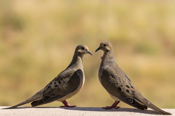 フェンスに喪鳩 — ストック写真