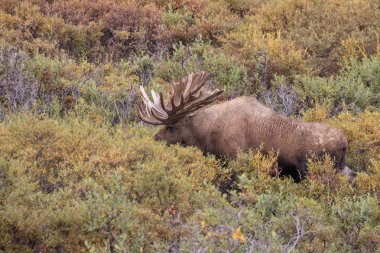 Alaska Yukon Boğa Geyiği Kadife içinde