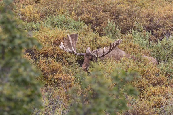 Alaska Yukon Bull Moose en terciopelo — Foto de Stock
