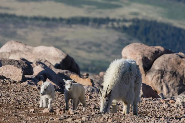 Chèvre de montagne nounou et les enfants — Photo