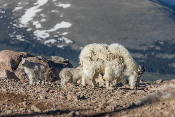 山ヤギの乳母と子供たち — ストック写真