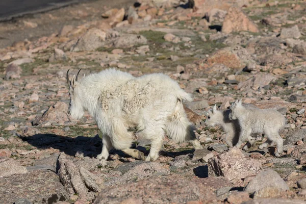 Mountain Goat Babá e Kid — Fotografia de Stock