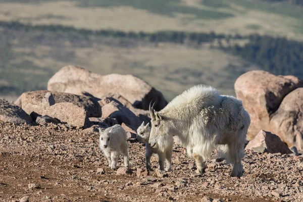 山ヤギの乳母と子供たち — ストック写真