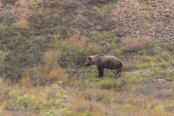 Medvěd grizzly podzim — Stock fotografie