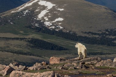 Colorado 'daki dağ keçisi