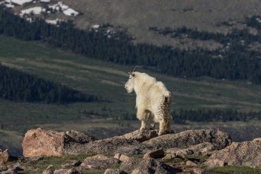 Colorado 'daki dağ keçisi
