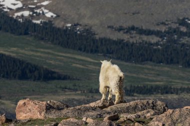 Colorado 'daki dağ keçisi