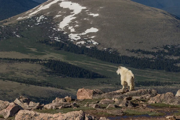 Cabra de montanha no Colorado — Fotografia de Stock