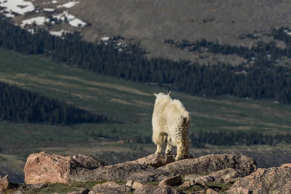 Colorado 'daki dağ keçisi — Stok fotoğraf