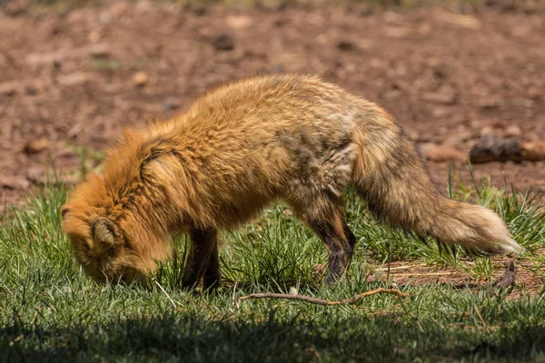 Niedlicher Rotfuchs — Stockfoto