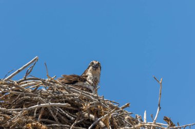 Osprey yuva üzerinde